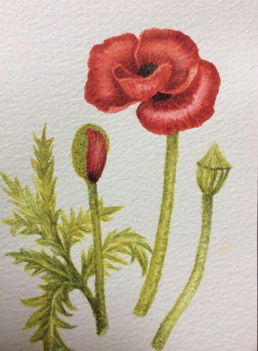 Dorothy. Poppy in watercolour.
